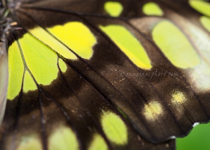 20160617-malachite-butterfly.jpg