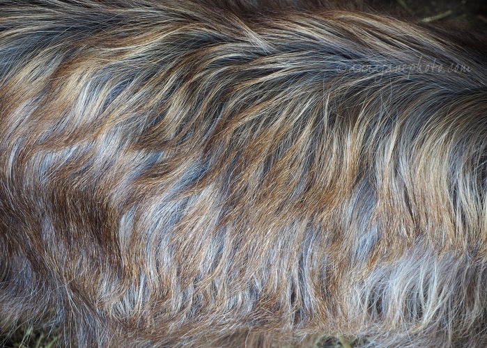 20160719-pygmy-goat-hair.jpg