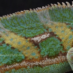 Veiled Chameleon Skin