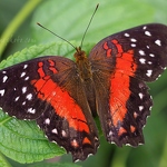 Scarlet Peacock Butterfly