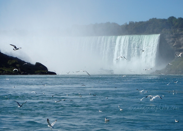 20140923-horseshoe-falls-and-birds.jpg