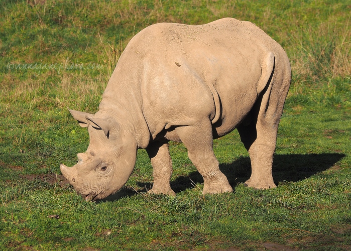 20161125-black-rhino.jpg