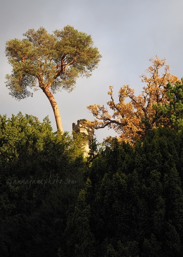 20161105-trees-and-warwick-castle.jpg