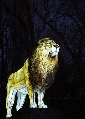 20161125-lion-lantern-chester-zoo.jpg
