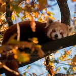 20161125-red-panda-sleeping.jpg
