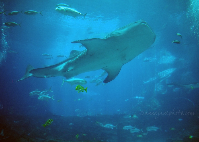 20161223-whale-shark.jpg