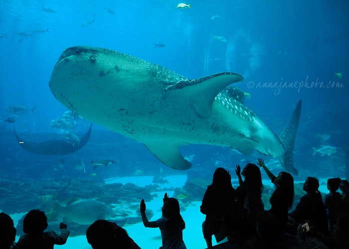 20161223-whale-shark-2.jpg