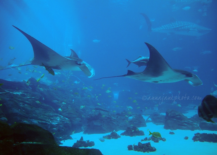 20161223-manta-rays.jpg