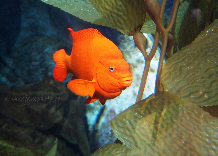 20161223-garibaldi-damselfish.jpg