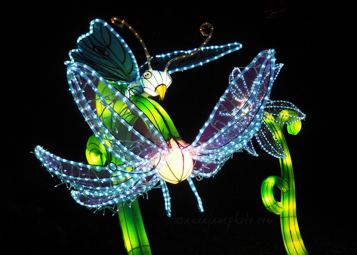 20161203-butterfly-and-flower-lantern.jpg
