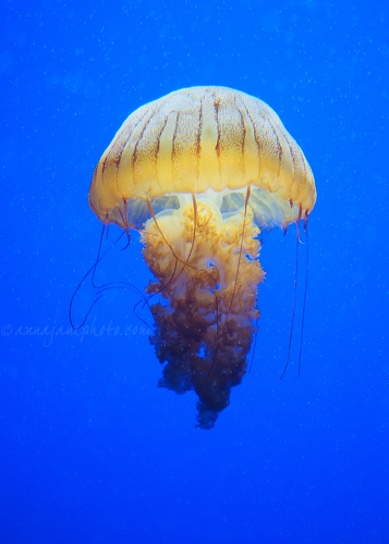 20161223-south-american-sea-nettle.jpg