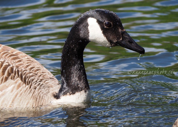 20170514-canada-goose.jpg