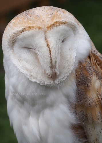 20170415-barn-owl.jpg