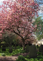 St Olave's Churchyard