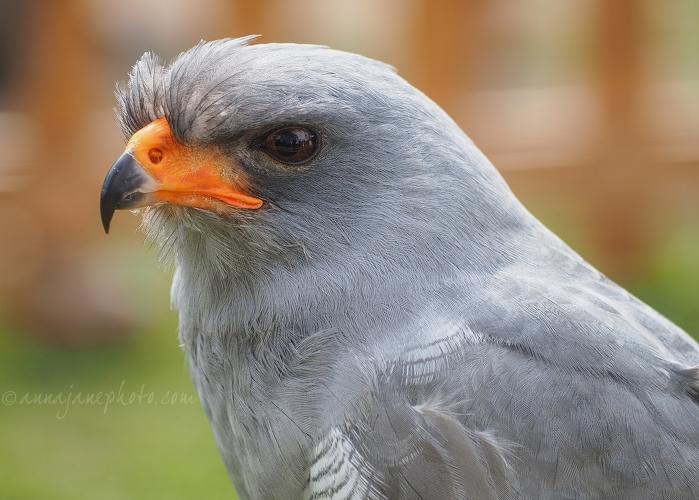 20170415-pale-chanting-goshawk.jpg