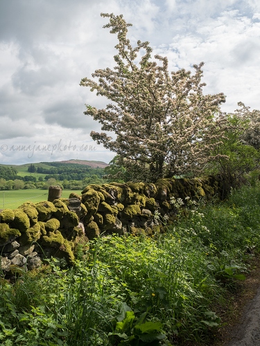 20170530-hawthorn.jpg