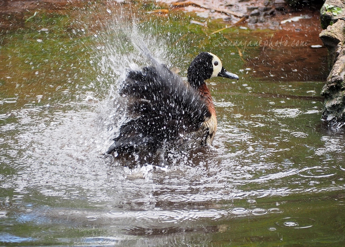 20170607-white-faced-whistling-duck.jpg