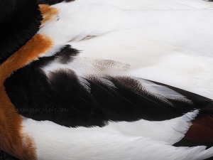 Shelduck Feathers