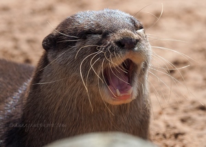 Otter Yawn