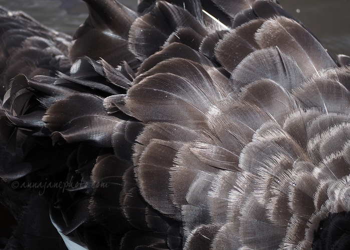 20170607-black-swan-feathers.jpg