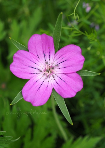 20170616-hardy-geranium-pink.jpg