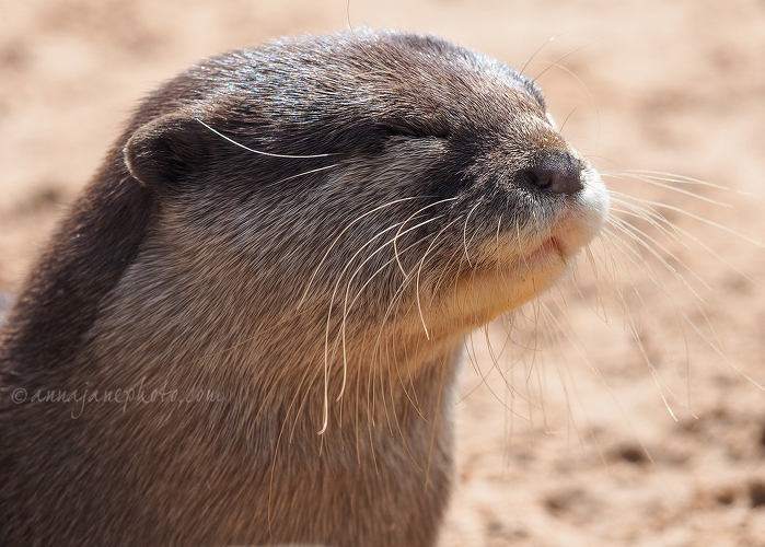 20170607-otter.jpg