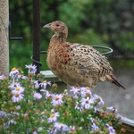 20170903-juvenile-pheasant.jpg