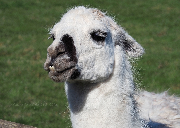 20180405-llama.jpg