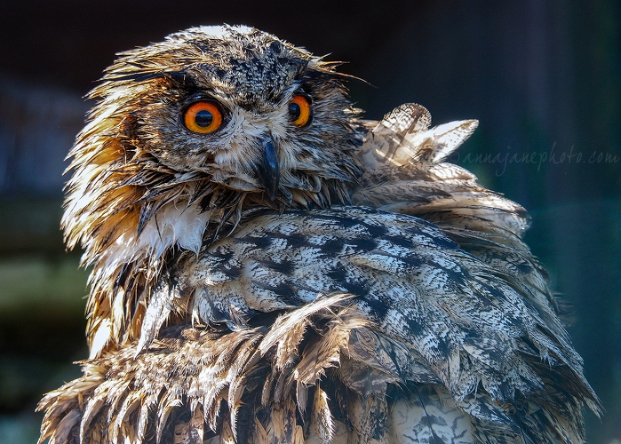 20180405-eurasian-eagle-owl.jpg