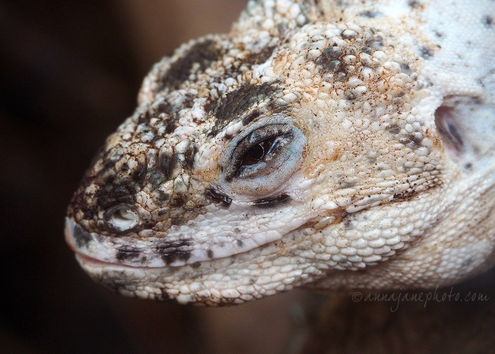 20180915-utila-iguana.jpg