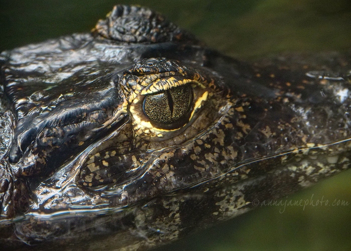 20180915-dwarf-caiman.jpg