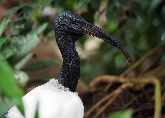 20180915-ibis.jpg