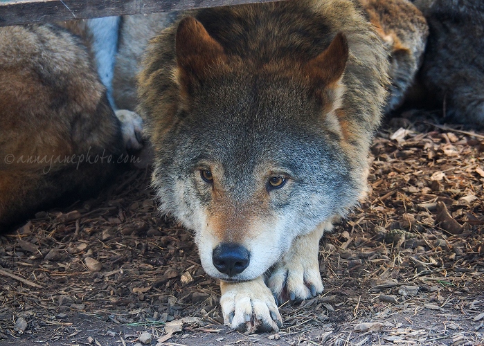 20181021-wolf.jpg