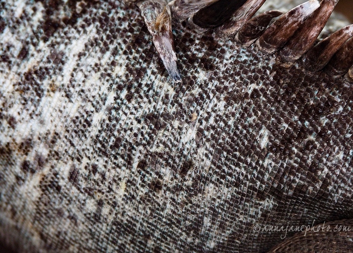 20180915-utila-iguana-skin.jpg