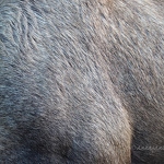 Eurasian Elk Hair