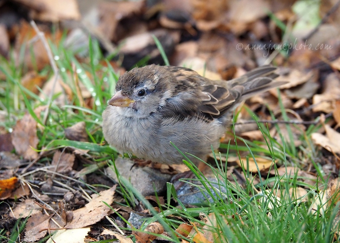 20181021-house-sparrow.jpg