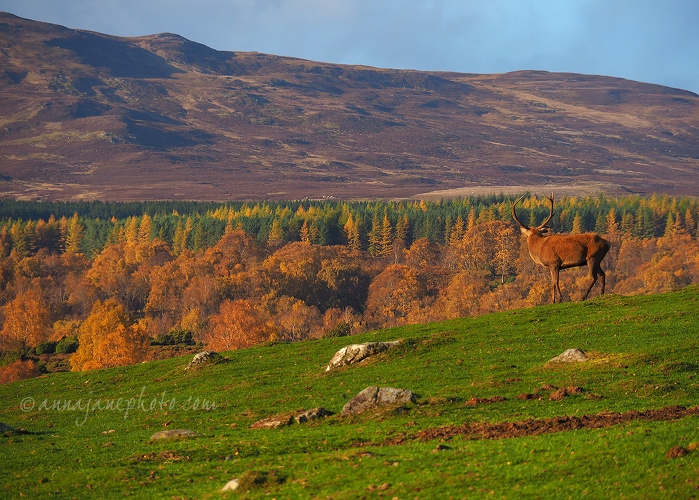 20181021-red-deer-cairngorms.jpg