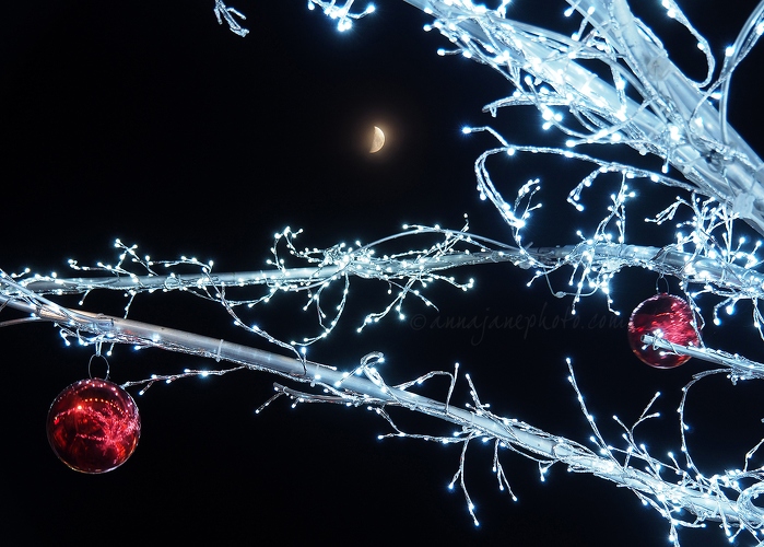 20181214-moon-and-light-tree.jpg