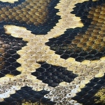 Burmese Python Skin
