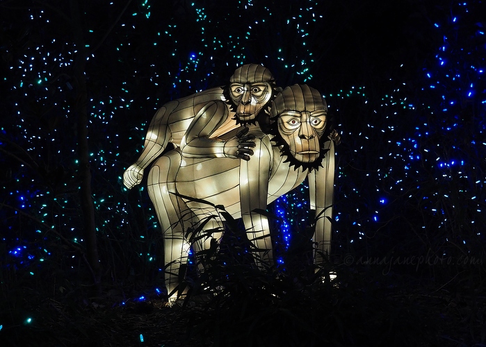 20181223-gorilla-lantern.jpg