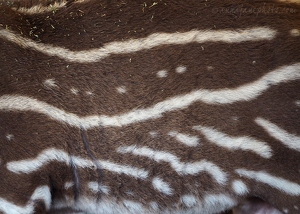 Baby South American Tapir Hair