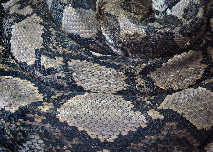 20190121-reticulated-python-skin.jpg