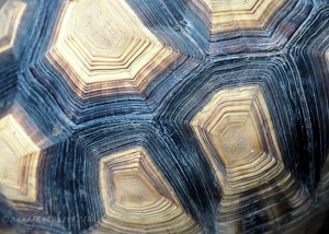 Ploughshare Tortoise Shell