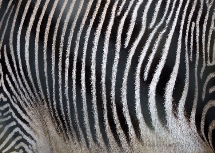 20190121-grévys-zebra-hair.jpg