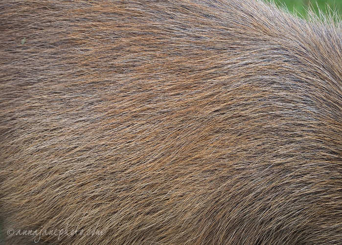 20190121-capybara-hair.jpg