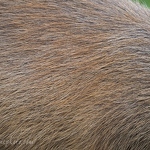 Capybara Hair