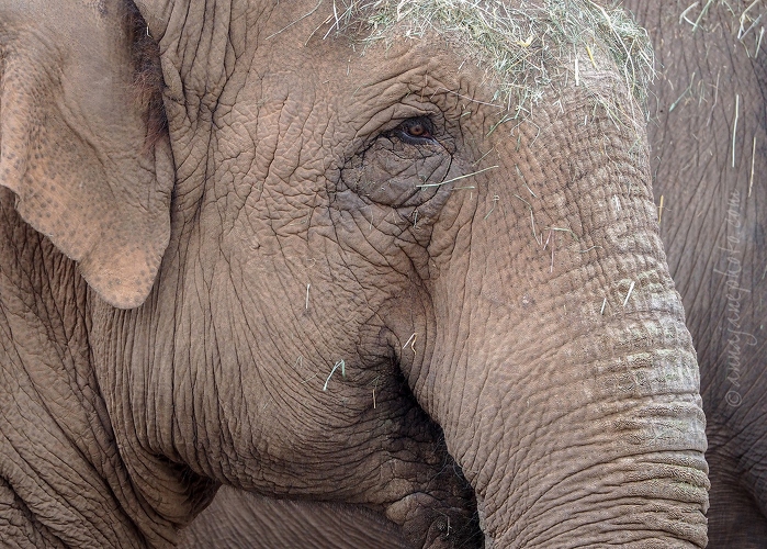 20190121-asian-elephant.jpg