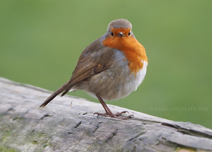 20190121-robin.jpg