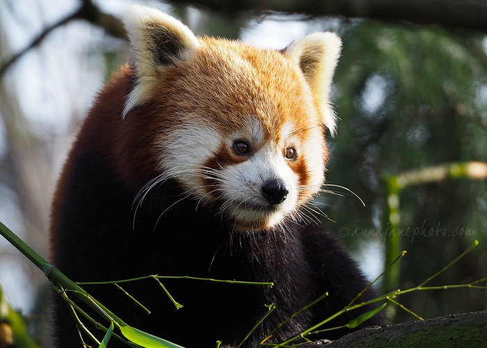 20190121-red-panda-2.jpg