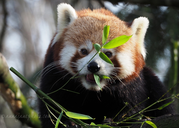 20190121-red-panda-1.jpg